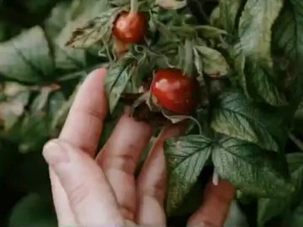 玫瑰果为什么会被称为维c之王2-3个玫瑰果就够人体一昼夜对vc的需要这个你知道吗来进来听听 #大自然的馈赠