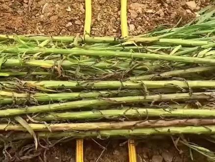 实用打结方法 #打结小技巧