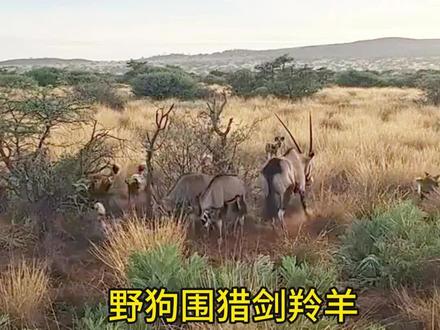 野狗捕猎剑羚羊#动物世界#野生动物零距离 #动物世界解说