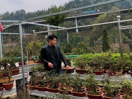 初玩下山桩最容易踩的五个坑,新手90%都中招 #盆景 #绿植花卉 #下山桩 #映山红