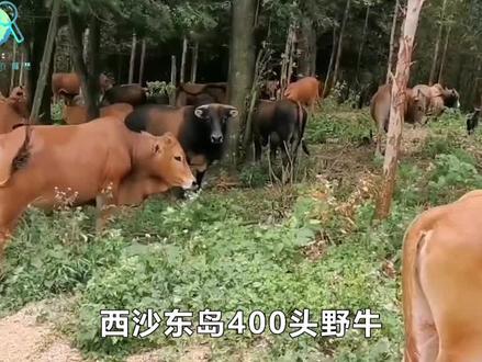 西沙东岛400头野牛如今只剩几十只,它们从哪来?又为何数量骤减? #科普 #东岛 #野牛 #动物科普