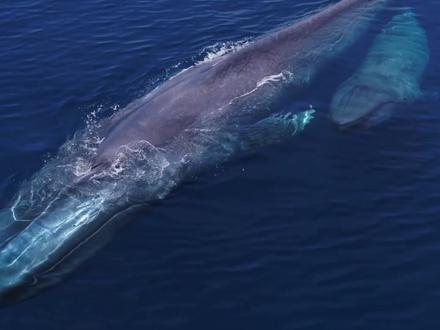 颠覆认知!重达340吨的海洋巨兽,竟在秘鲁沙漠中被发现 #科普 #神奇动物在抖音 #古生物