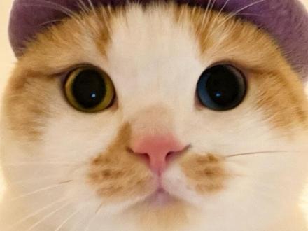 星盘和健康 聊聊心脏,气血和肠胃#张雪峰 #星座#十二星座#星盘#健身女孩