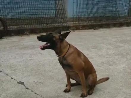 我们的令行禁止,训练有素,连“他”也不例外(湖南 王凯)#哇