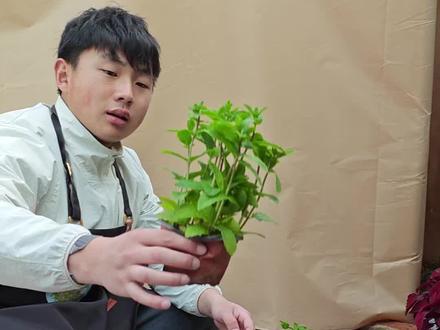 薄荷地栽教程,好养易活,简单方便,学起来#薄荷 #薄荷地栽 #三农 #新农人