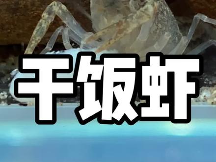 小龙虾的干饭之路总是充满惊喜😀以后我打算把各种食材都给他试一遍😋#鳌虾 #宠物龙虾 #干饭虾