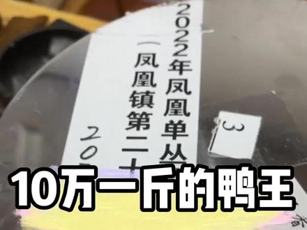 10万一斤的凤凰单丛茶见过吗?鸭王,它来喽!#凤凰单丛#召唤茶友#茶生活#鸭屎香 #单枞茶