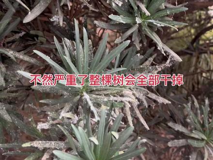 罗汉松蚧壳虫太严重,导致叶片发黄干枯#蚧壳虫 #罗汉松养护 #病虫害防治 #叶片发黄 #罗汉松