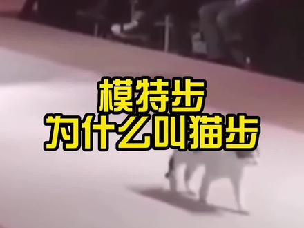 模特步为什么叫猫步?#猫咪走秀 #猫步走起来 #模特步态 #猫步走秀 #养宠人的双11 #抖in萌宠计划 #t台走