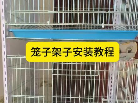 90年大叔在农村养鹦鹉日常,角铁笼子安装视频来了,很简单很简单的。#牡丹鹦鹉 #鹦鹉鹦鹉萌萌哒逗鹦鹉