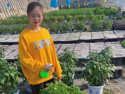 田七又叫三七,还有人了,叫它牡丹吊兰,大家还知道什么名字,这是我家田七盆景#田七 #农业种植 #种菜 #园艺生活 #花卉绿植