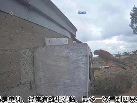 中午时分,苟延带回一只大老鼠,是它自己抓的吗? #二号红隼育雏记录 #小隼成长实录 #苟延带回大老鼠 #记录鸟类繁育 #动物鸟世界