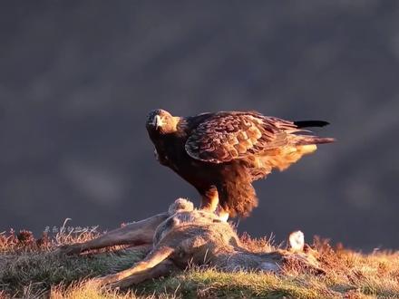 不只会抓兔子,金雕的食谱里还有狼和狐狸#动物世界 #奇妙的动物 #野生动物零距离 #金雕