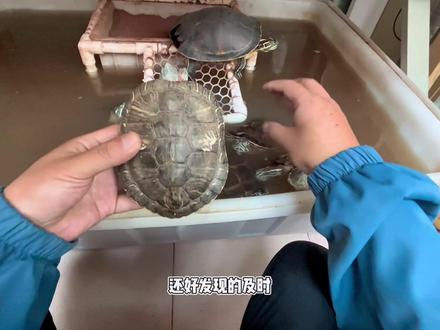 乌龟肺炎治疗#养龟日常 #龟龟🐢 #龟宠时代 #养龟人