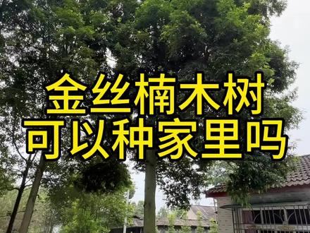 金丝楠木树可以种家里的。是个人的。#金丝楠木树苗 #金丝楠木
