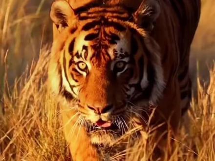 狮子和老虎,谁才是最强王者?