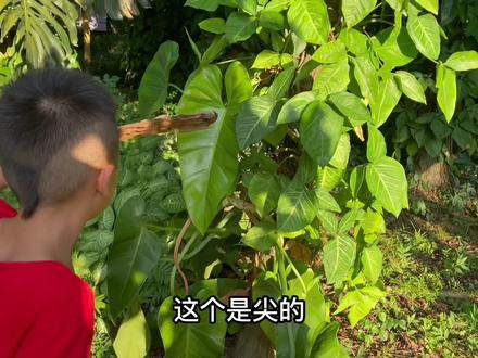 还是天南星科植物——红苞喜林芋