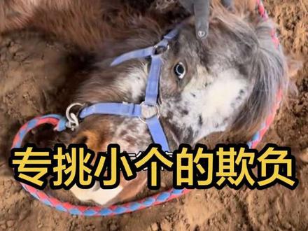 专挑个小的欺负 训练小马卧倒,大家不要以为在虐马。#毕成#我是毕教练#训马#蒙古马#马场马术 #蒙古马