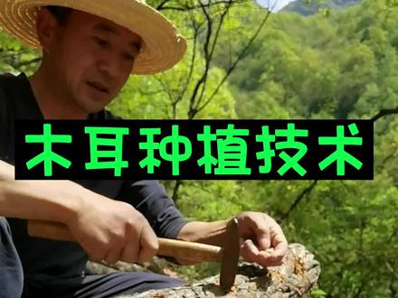 咱家生态椴木木耳是这样种植的,欢迎探讨更多种植方法!#新农人计划2023 #来抖音学农技#乡村英才计划 @农广新天地#抖音乡村生活家 #农村