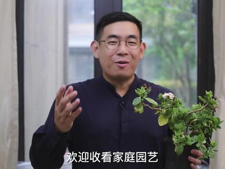 园艺师教你修剪长寿花,这可能是关于长寿花,最全面的修剪教程了 #花卉
