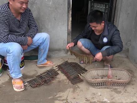 农村大哥两个晚上抓了800条蜈蚣,大家猜猜能卖多少钱呢