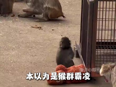 猴群:不是排挤,是真的不敢靠近#动物 #猴子 #panchi #情感