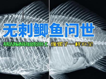 一根鱼刺的消失:中科院让鲫鱼“进化补课”,无刺且天生不育 一根鱼刺的消失:中科院让鲫鱼“进化补课”,无刺且天生不育