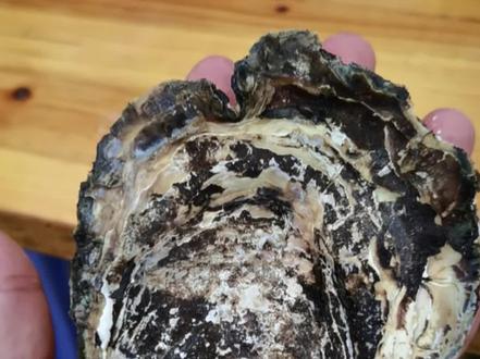 你绝对不知道
生蚝是这么“种”出来的