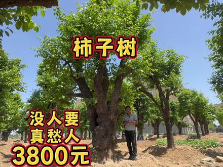 曾经风靡一时的百年柿子树,如今贱如柴火价处理都没人要,愁人啊 #柿子树 #百年古树 #大树 #精品苗木