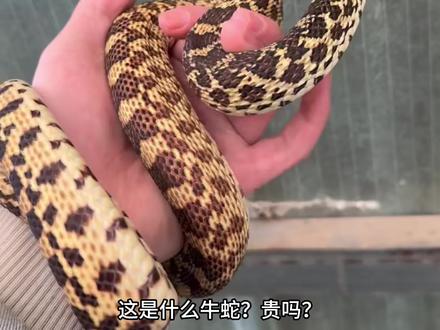 国内合法饲养的最大体型宠物蛇牛蛇热门基因介绍 #宠物蛇 #拒绝废话#科普#冷知识#省流 #牛蛇宠物蛇 #爬宠 #爬宠交流