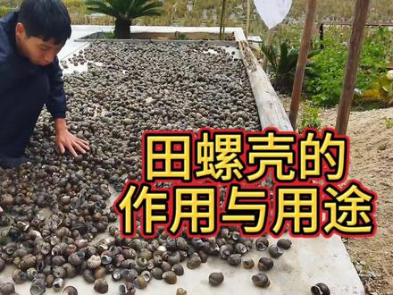 田螺壳到底有什么用,很多人都不知道,今天我来告诉你