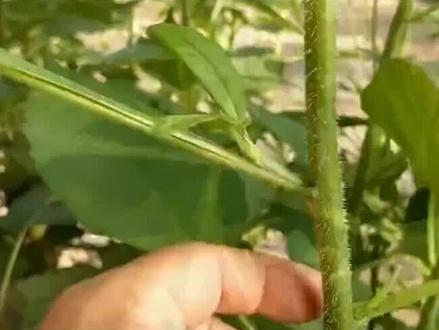 洋姜鬼子姜就是菊芋,在国外让人头疼,在我国却是优质农作物? #鬼子姜 #菊芋 #植物入侵