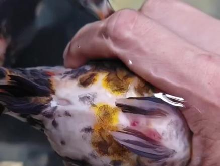 兰寿金鱼锚头鳋