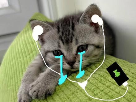 神也会流泪小猫p图教程来了#醒图 #小猫p图 #小猫 #猫咪 小猫画表情 小猫网易云表情包 小猫p图#醒图创作者