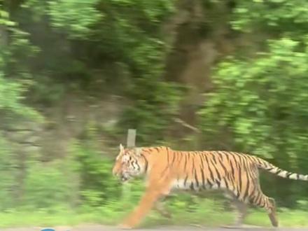 男子在国道偶遇东北虎,前方摩托车刚过去东北虎又窜回来,林业和草原局工作人员:不建议追着老虎拍视频 一定要注意人身安全#大象主播说 @大象新闻主持人管晴