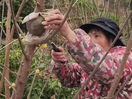 高压原生多花静观素心腊梅 想要整个冬天都是香的,想要剪很多蜡梅花花送朋友,家里插满腊梅花的朋友,高压的快速生长能力非常强。#养花人 #高压腊梅 #压条繁殖 @抖音小助手