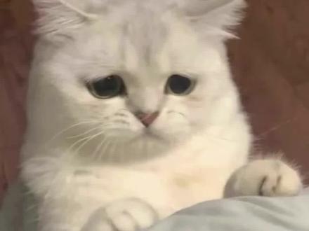 人 咪的世界一直在下雨,咪处理不好#流浪猫 #猫咪 #可怜 #我要上热门🔥