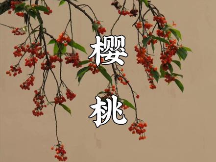 我在拙政园拍到了古人画里的《果熟来禽图》#中式美学