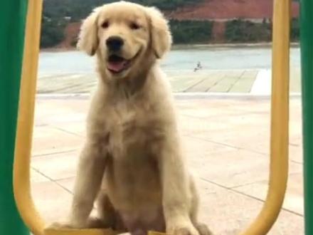 不问过往疲惫,只愿往后事事顺遂#金毛路虎 #那故事要说回很多年前了