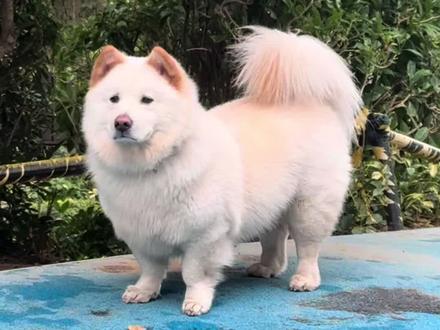 对他腿短这个事情有了实感 #白色土松犬 #土松 #小短腿 #宠物出道计划