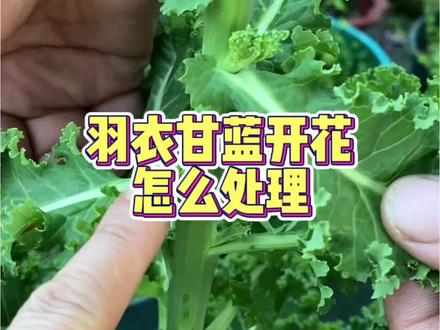 您的羽衣甘蓝开花了吗#三农 #羽衣甘蓝#农业