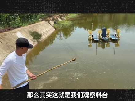 看懂料台三种状态,精准把控饲料投喂量! #南美白对虾#水产养殖#高密度养殖#工厂化养殖#新农人计划2026
