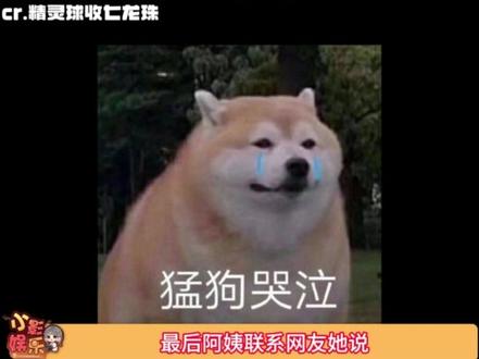 原来世界一直在被善良的人缝缝补补,狗狗原来这就是被爱的感觉(源自@精灵球收七龙珠 )