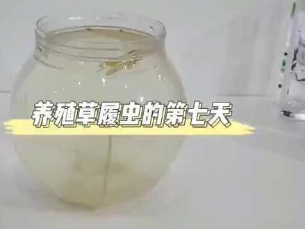 草履虫过滤的方法,提纯的方法。草履虫养殖培养繁殖。