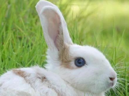 新手怎么知道兔子怀孕#兔子 #兔子日常 #科学养宠