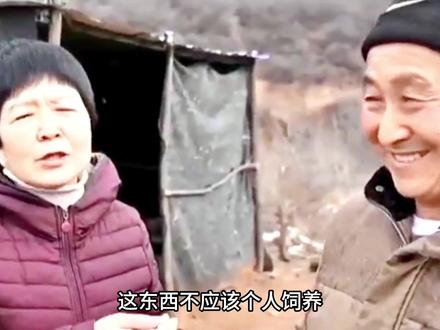 既然大爷比保护动物还稀少,为什么不大量繁育大爷呢?#红腹锦鸡 #动物 #神奇动物 #动物世界 #动物解说