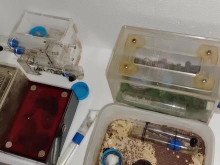 红足猛蚁和猎镰猛蚁这类的猛蚁养的湿度比弓背蚁要求高太多了#红足猛蚁 #猎镰猛蚁 #蚂蚁 #昆虫 #异宠 #3年级2班杰哥 #最好养的宠物