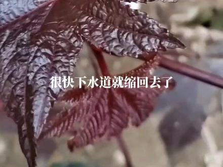 外用的“硬菜”,红蓖麻为大戟科蓖麻属一年或多年生粗壮草本或草质灌木,其中叶子有小毒,种子有大毒。#蓖麻#中药本草 #药用植物