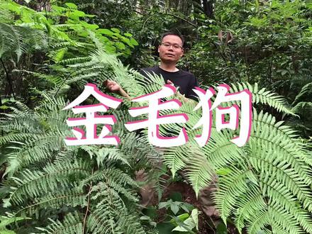 金毛狗为什么又叫牢底坐穿蕨?#抖音自然 #新农人计划2022 #生物多样性
