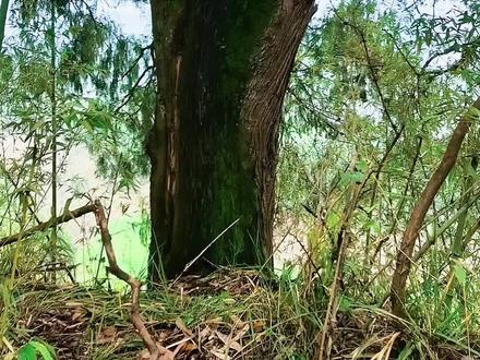 【秘境追踪】-10(完)探寻南线翠云廊最南端的剑阆古蜀道,小垭子到老土地。目前刘家梁到老土地中间还有500多米无法通行,暂不建议前往。春节后就会清理出来,全线贯通。#蜀道 #徒步 #探寻